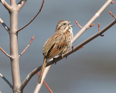 Song Sparrow