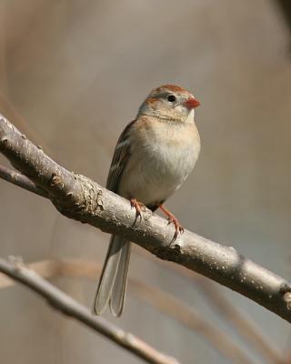 Field Sparrow