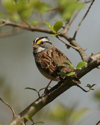 White-throated Sparrow