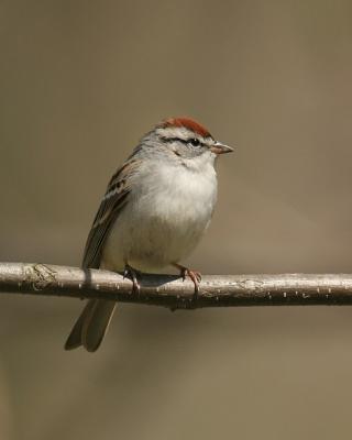 Chipping Sparrow