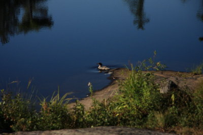 resized_0019.jpg