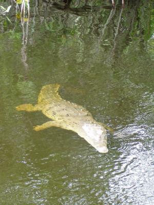 Big mama crocodile, goes by the name of Josephine