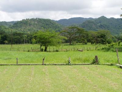 Verdant rolling hills... on a farm in Jamaica?