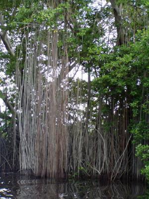 More mangroves