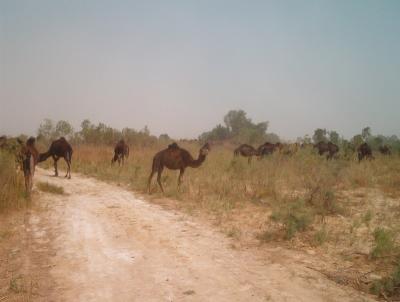 What... ain't never seen a herd of camels crossing the road?