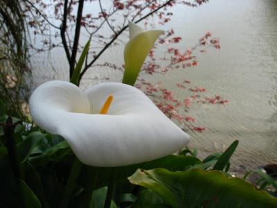 Lilies by the water's edge
