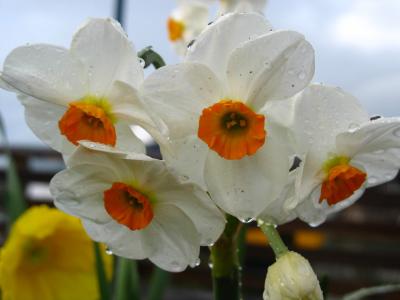 Daffodils after the rain