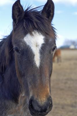 Head of the Horse 85 1.jpg