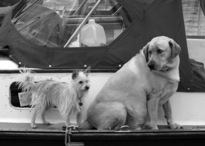 Boat Dogs