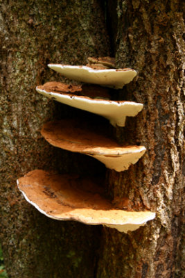 Bracket Fungi (Non-plant)