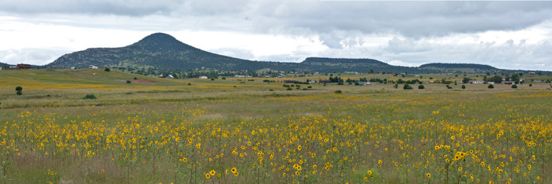 Young Panorama