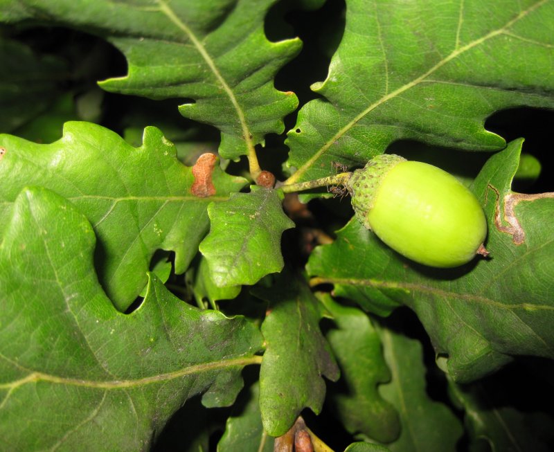 An Acorn in the Evening...