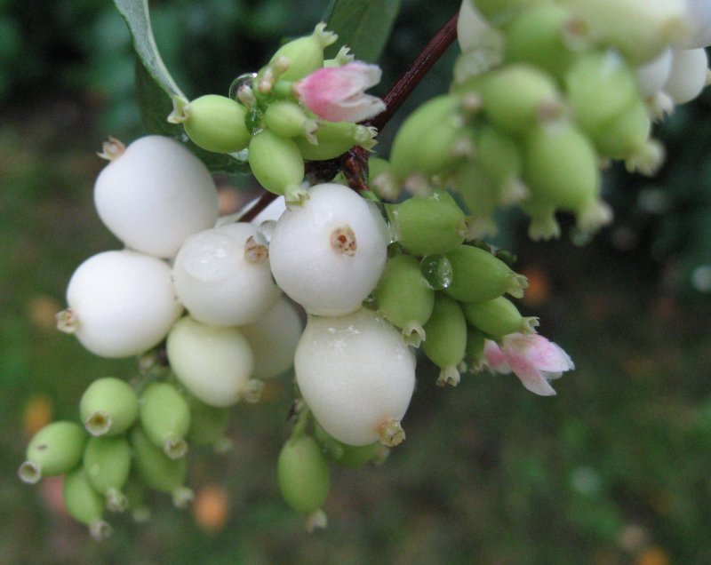 Snowberry - From Flower to Berry