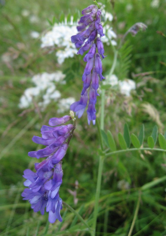 Vicia Cracca = Bird Vetch or Cow Vetch