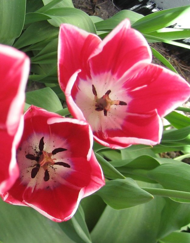 Tulips