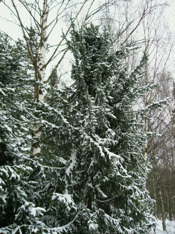 Snowy Spruces and Birches