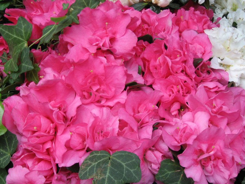 So Pink..