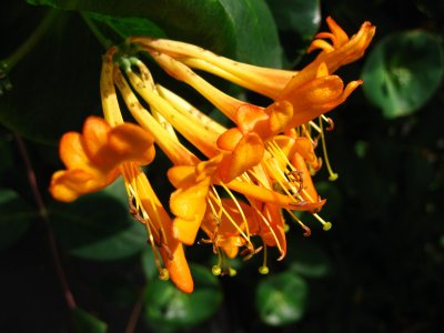 Tecoma capensis or better known as Cape Honeysuckle