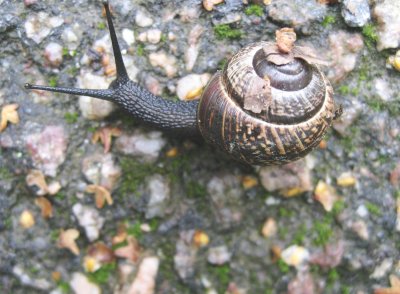 Black Snail
