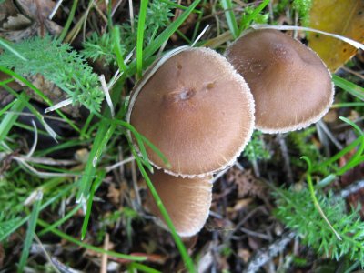 Brown Caps with White Borders..