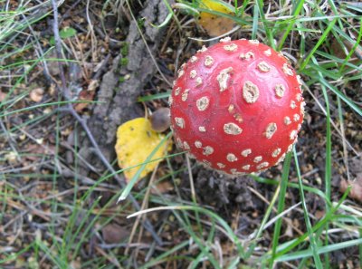 Fly agaric (poisonous)