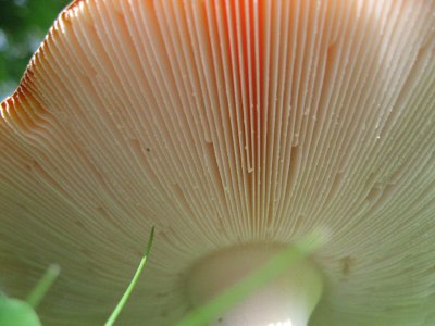 The Cap of  a Mushroom 