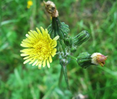 Narrow-leaved hawkweed or northern hawkweed - Hieracium umbellatum