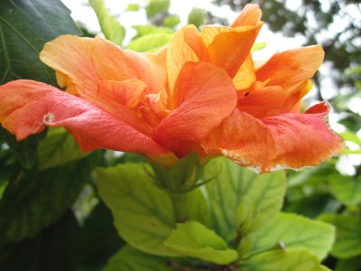 Hibiscus