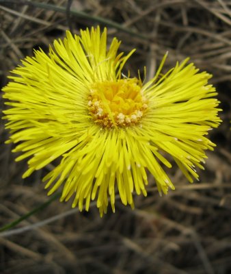 The First Coltsfoot..