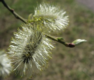 Blooming Willow
