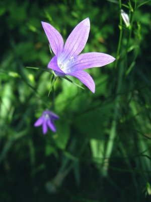 Spreading Bellflower