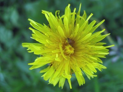 A Djungel in the Dandelion..