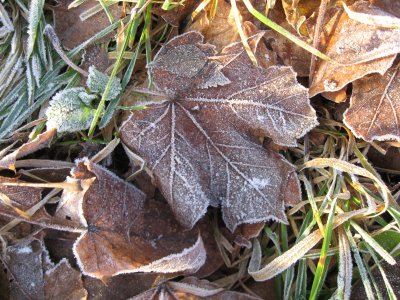 Frosted Leaves..