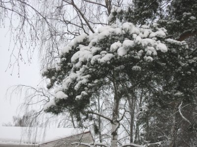 A Real Winter! 
