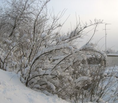 Arching Snowcoated Branches