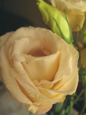 Lisianthus - Not  A Rose, even if...