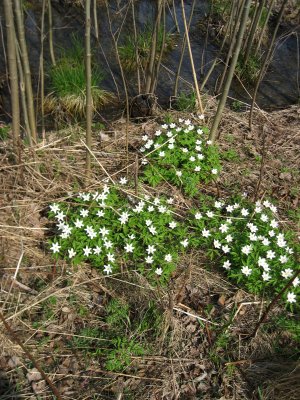 Wood Anemones and Stems