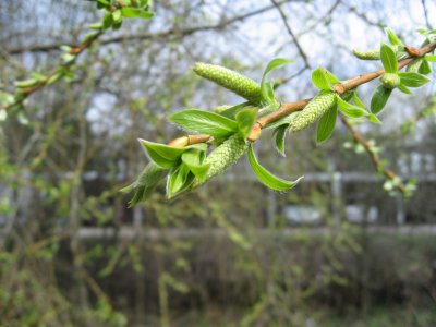Buds and Leaves