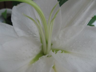 Lily,  detail