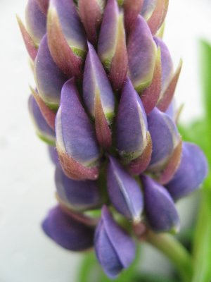 Buds Of Lupin