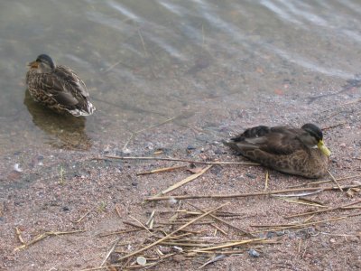 Quarrelling ducks