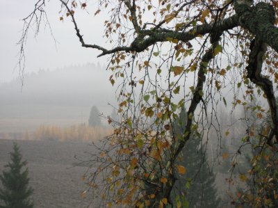 Birch Leaves and Fog..