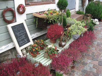 Season Flowers..