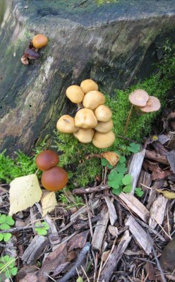 Miscellaneous Fungi!