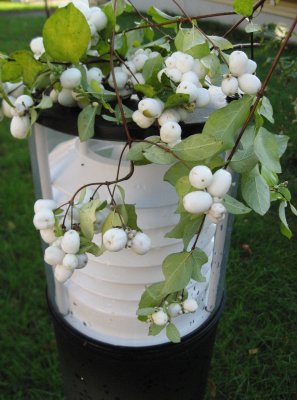 Snowberries on a  White Lamp..