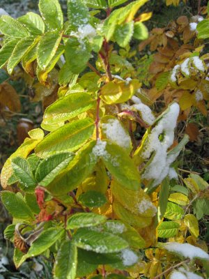 Snow on Rose Leaves