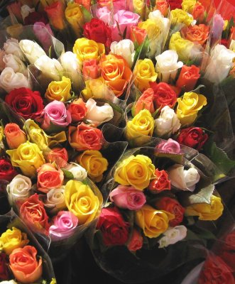 Abundance of Roses...
