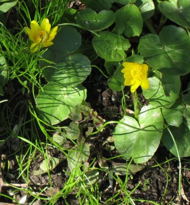 Lesser celadine (ranunculus ficaria / Ficaria verna)