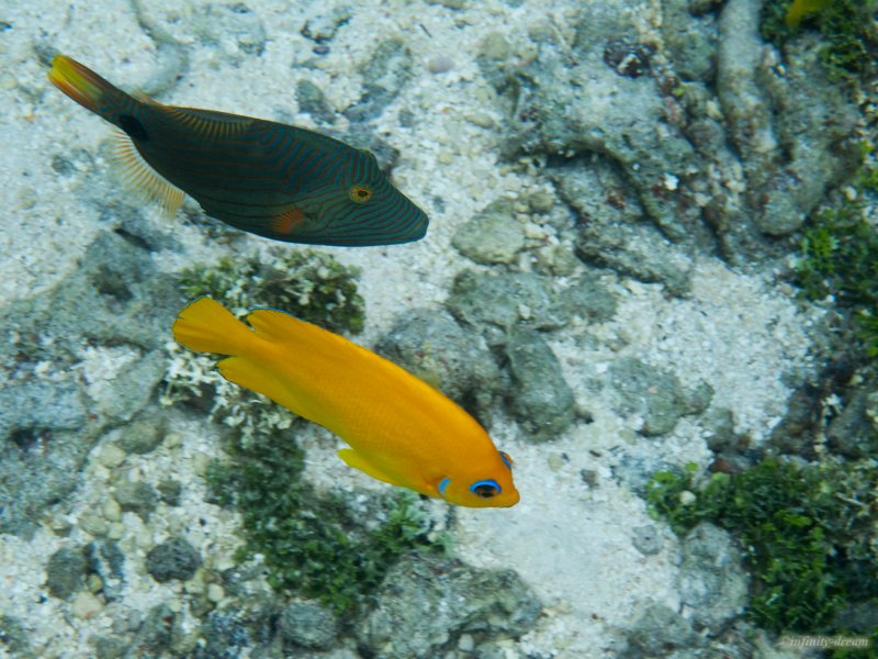 Orangestriped triggerfish & Lemonpeel Angelfish