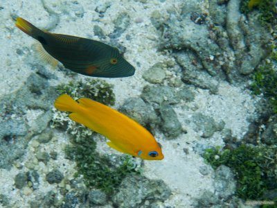 Orangestriped triggerfish & Lemonpeel Angelfish